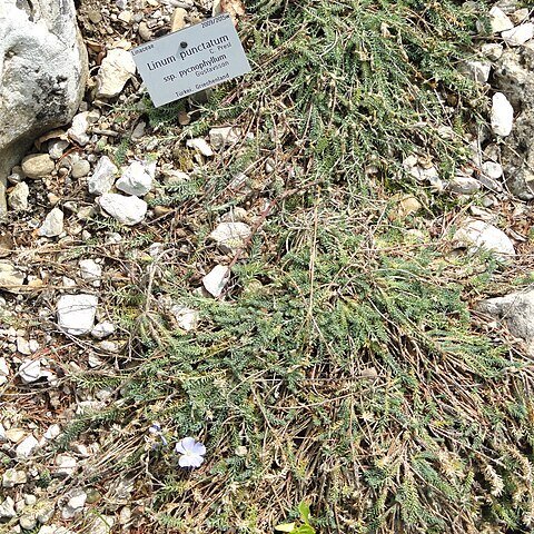 Linum punctatum unspecified picture