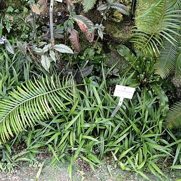 Cycas taitungensis unspecified picture