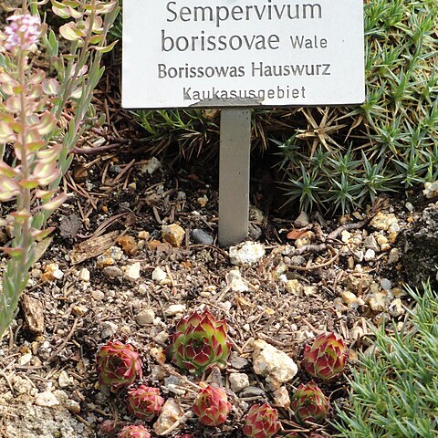 Sempervivum borissovae unspecified picture