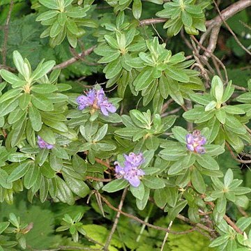 Rhododendron hippophaeoides unspecified picture