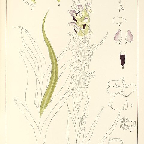 Disa reticulata unspecified picture