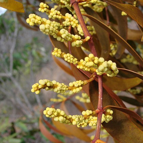 Phoradendron caripense unspecified picture