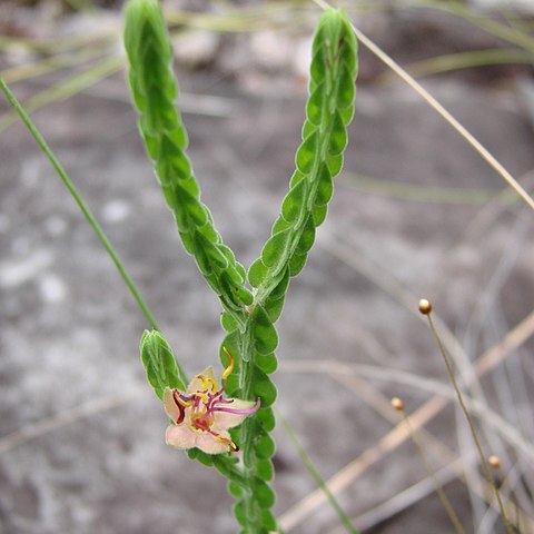 Microlicia warmingiana unspecified picture