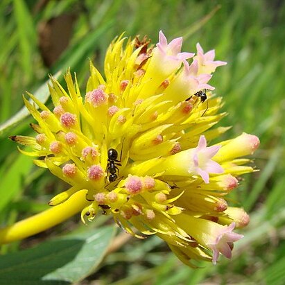 Palicourea coriacea unspecified picture