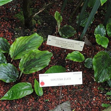 Dorstenia elata unspecified picture