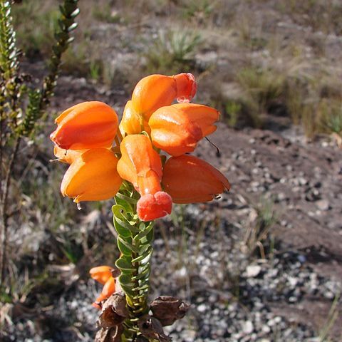 Physocalyx major unspecified picture