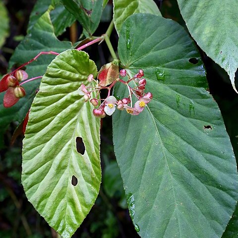 Begonia consobrina unspecified picture