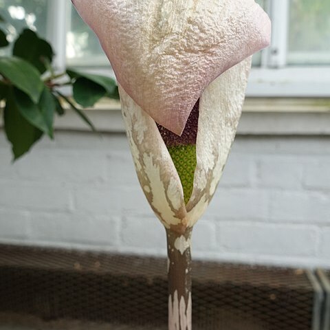 Amorphophallus yunnanensis unspecified picture