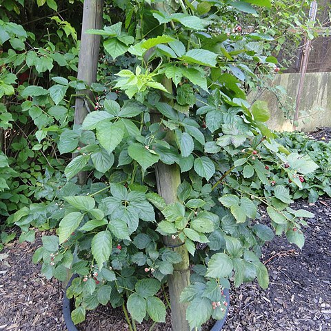 Rubus nessensis unspecified picture