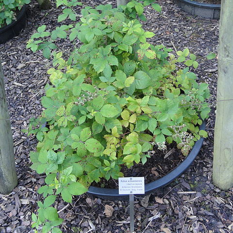 Rubus arduennensis unspecified picture