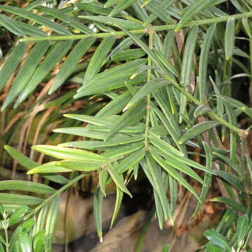 Amentotaxus yunnanensis unspecified picture