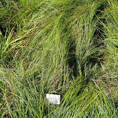 Carex depauperata unspecified picture