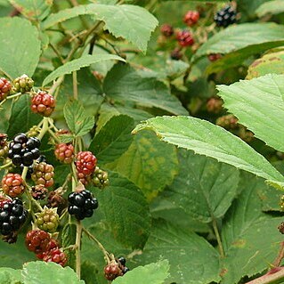 Rubus wimmerianus unspecified picture