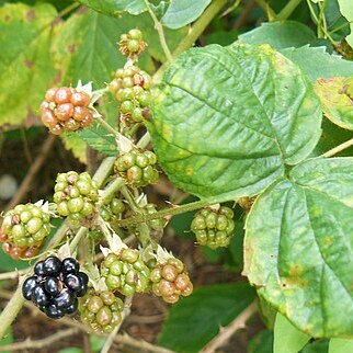 Rubus henrici-egonis unspecified picture