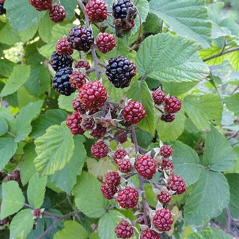 Rubus pannosus unspecified picture