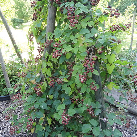 Rubus pannosus unspecified picture