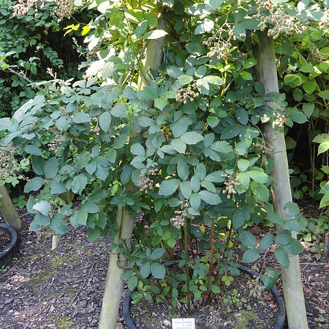 Rubus goniophorus unspecified picture