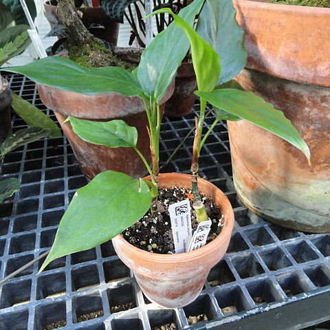 Aglaonema simplex unspecified picture