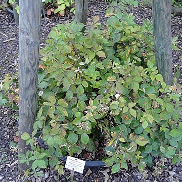 Rubus amiantinus unspecified picture