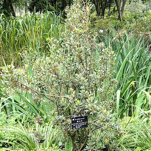 Rhododendron micranthum unspecified picture