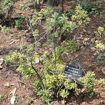 Rhododendron spiciferum unspecified picture