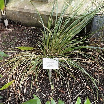 Chionochloa conspicua unspecified picture