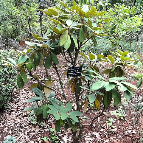 Rhododendron argyrophyllum unspecified picture