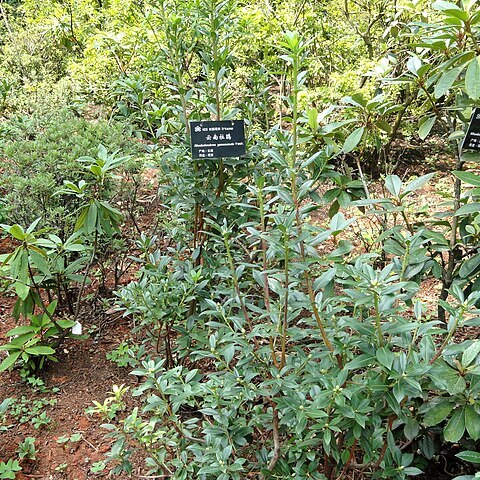 Rhododendron yunnanense unspecified picture