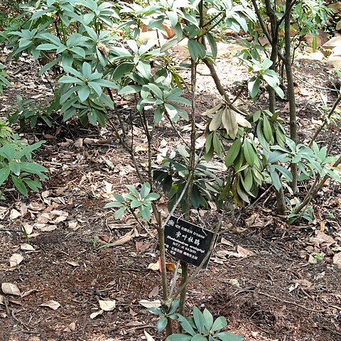 Rhododendron araiophyllum unspecified picture