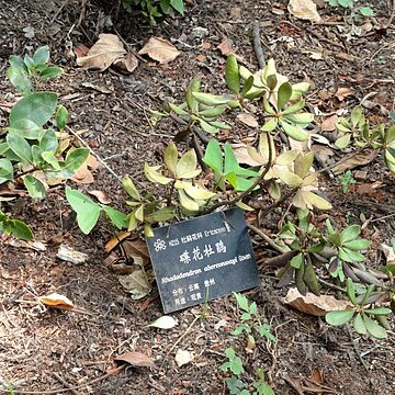 Rhododendron aberconwayi unspecified picture