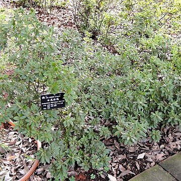 Rhododendron mucronatum unspecified picture