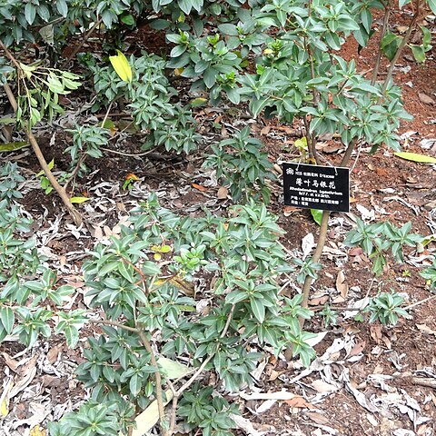 Rhododendron leptothrium unspecified picture