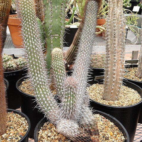 Borzicactus hystrix unspecified picture