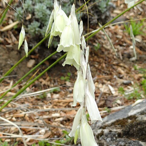 Dierama luteoalbidum unspecified picture