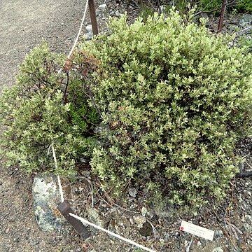 Eriogonum ternatum unspecified picture