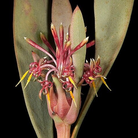 Isopogon pruinosus subsp. glabellus unspecified picture