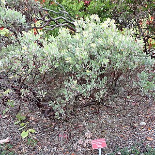 Arctostaphylos canescens subsp. sonomensis unspecified picture