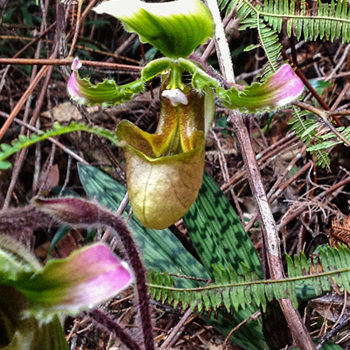 Paphiopedilum robinsonianum unspecified picture