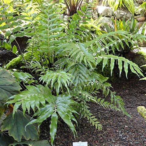 Asplenium lyallii unspecified picture