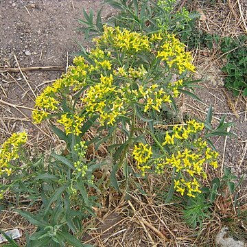 Barkleyanthus unspecified picture