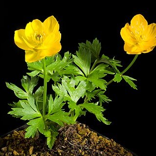 Trollius altaicus subsp. pulcher unspecified picture