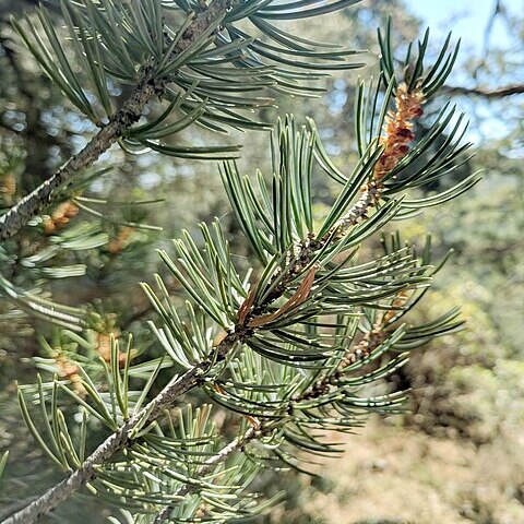 Pinus quadrifolia unspecified picture