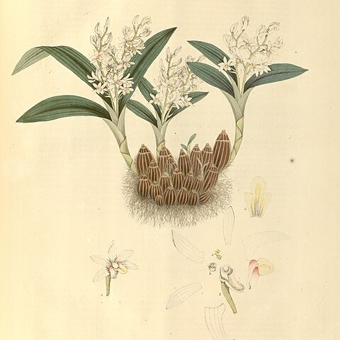 Pinalia leucantha unspecified picture