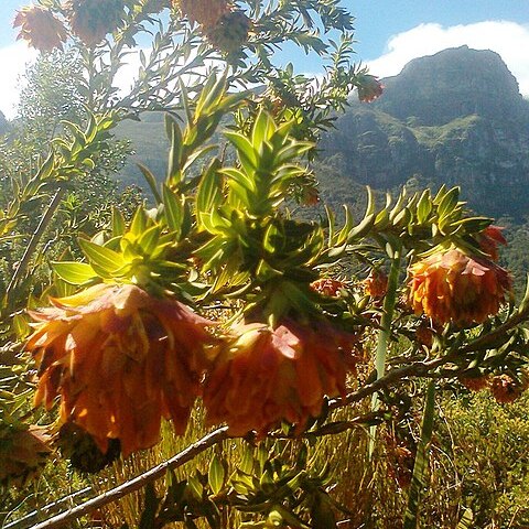 Liparia splendens unspecified picture