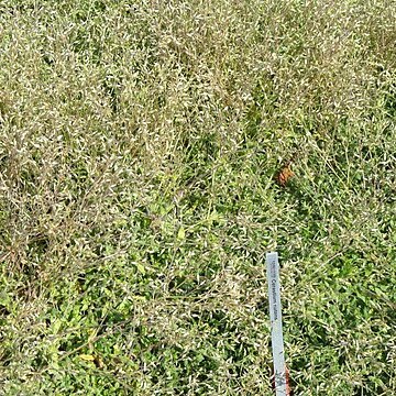 Cerastium nutans unspecified picture