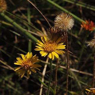 Neja filiformis unspecified picture