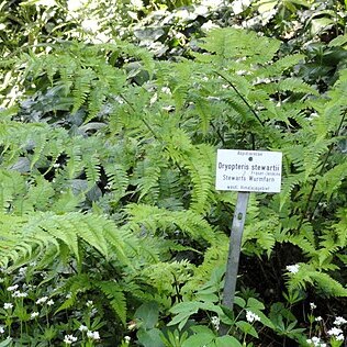 Dryopteris stewartii unspecified picture