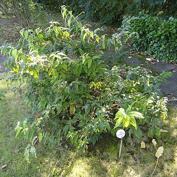 Deutzia schneideriana unspecified picture