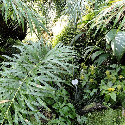 Cycas multipinnata unspecified picture