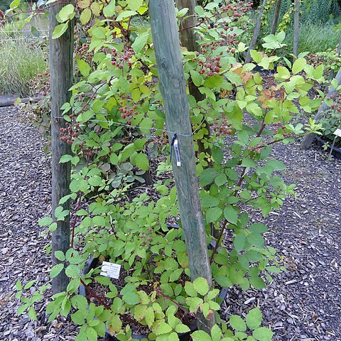 Rubus atrovinosus unspecified picture